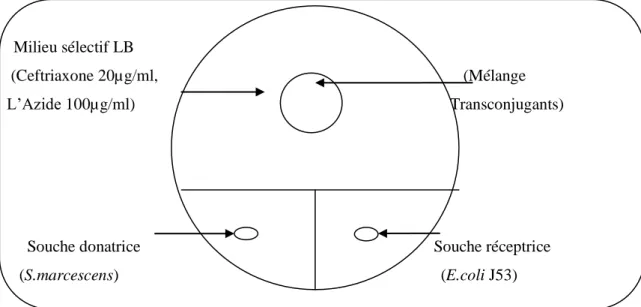 Figure 4: Schéma explicatif de la disposition des souches sur le milieu LB.  10. Extraction et analyse du plasmide 