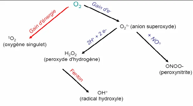 Figure 1. L’origine des différents radicaux libres oxygénés et espèces réactives de 