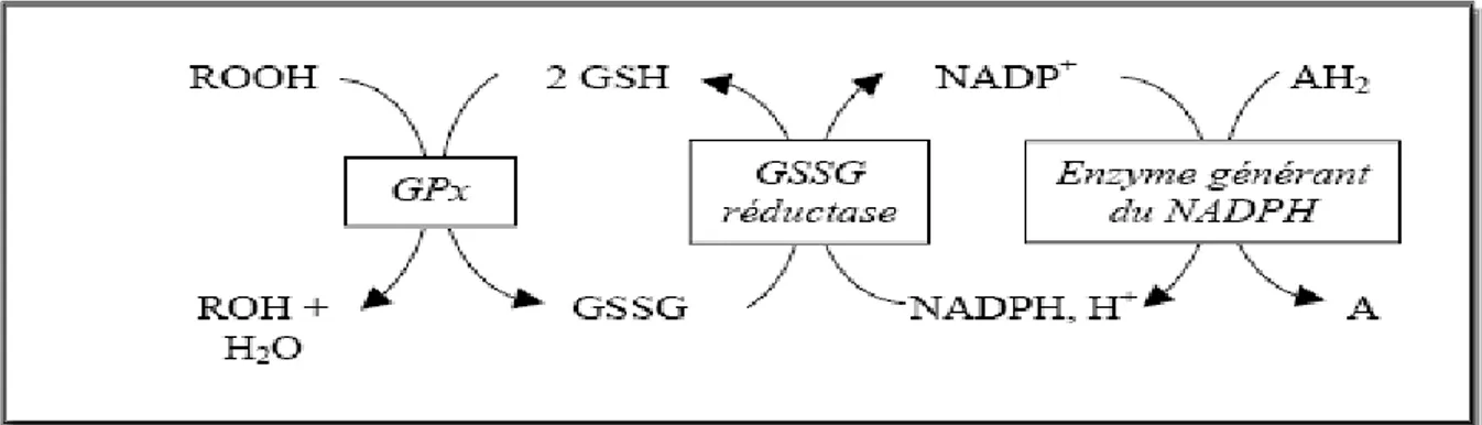 Figure  2.  Réactions  catalysées  par  la  GPx  et  la  glutathion  réductase  et  source  