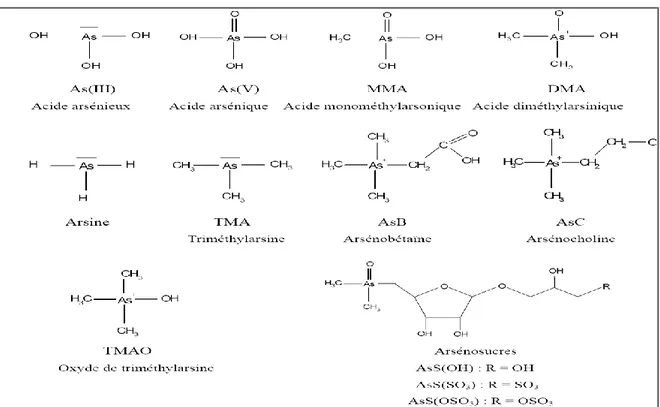 Figure 8. Fixation de As [III] aux groupements SH des protéines et intervention de As 