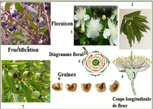 Figure I. 2: Caractéristiques botaniques de Myrtus communis [13-19].