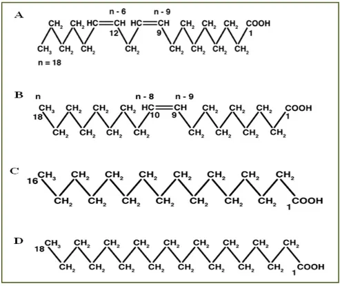Figure I. 4: Structure de l’acide linoléique (A), de l’acide oléique (B), de l’acide palmitique (C) et de l’acide stéarique (D) [25].