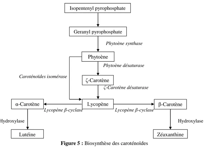 Figure 5 : Biosynthèse des caroténoïdes   I.4.2.2.3. Le lycopène 