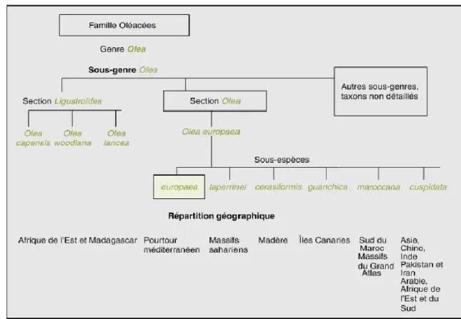 Figure  5  : Schéma de la taxonomie du genre Olea (Oleaceae) (Green, 2002) simplifiée  (d’après Breton et al., 2006) et répartition géographique des taxons