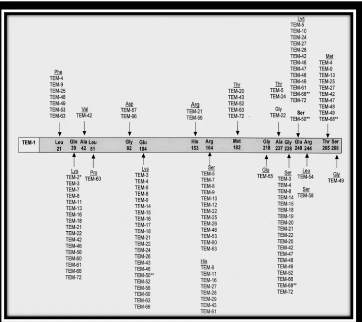 Figure 5. Substitutions en acides aminés décrites chez les BLSE de type TEM   (Bradford,2001)