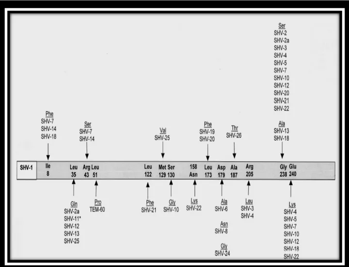 Figure 6. Substitutions en acides aminés décrites chez les BLSE de type SHV.  (Bradford,2001)