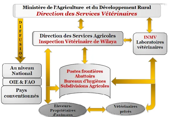 Figure 3 : Le système d’organisation des Services Vétérinaires en Algérie.  
