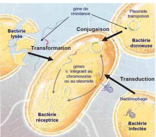 Figure  6 :  Représentation  schématique  des  différents  mécanismes  de  transfert  horizontal  de  gènes  de  résistance