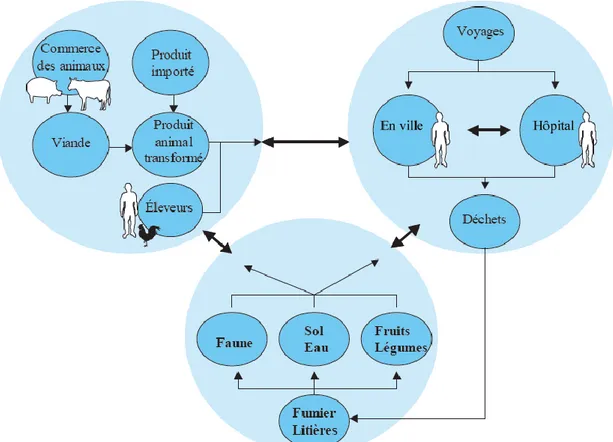 Figure 7 : Les différentes voies potentielles de transmission des bactéries résistance ainsi que les gènes de  résistance