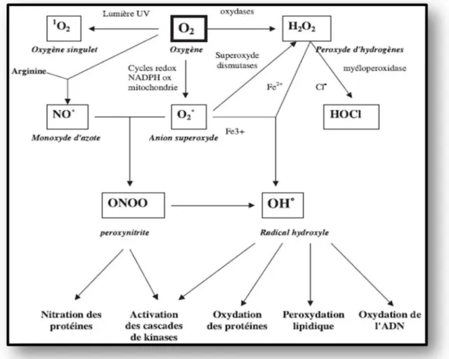 Figure 2 : Représente l’origine des différents radicaux libres oxygénés et espèces 