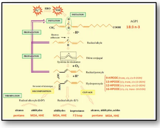 Figure 5 : Représente les étapes intervenant dans la peroxydation des AGPI (exemple 