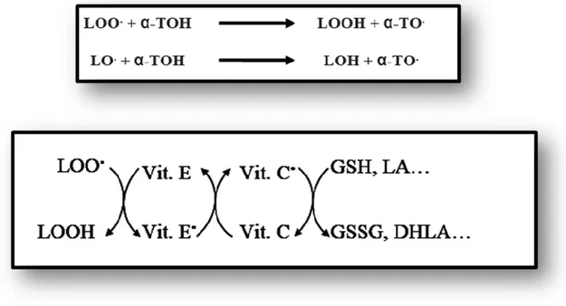 Figure 7 : Représente le schéma des réactions d'élimination des radicaux lipidiques 