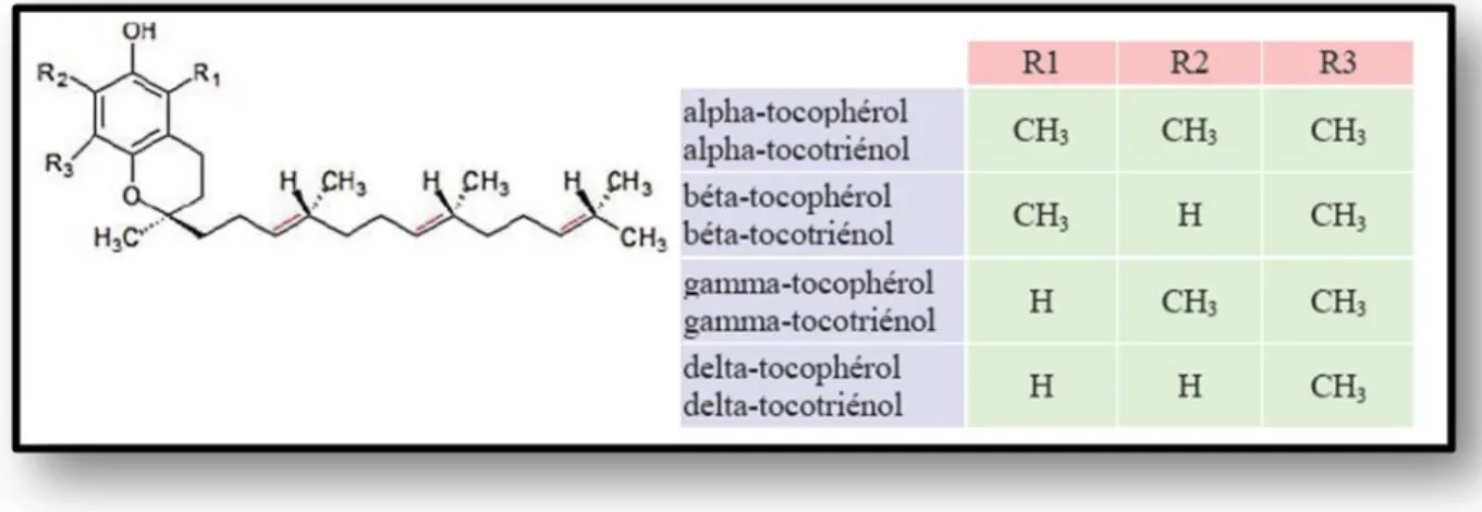 Figure 12 : Représente la structure chimique de la Vitamine E. Les doubles liaisons 