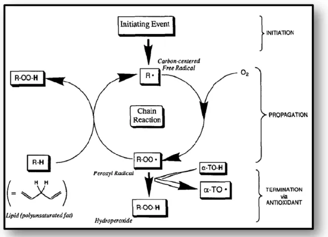 Figure 15: Représente l’effet de la vitamine E au niveau des trois phases de la 