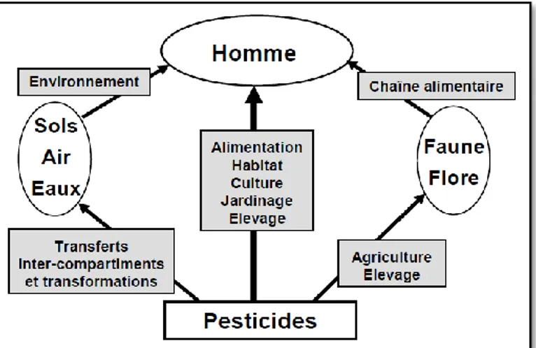 Fig. 1 : Modes d’exposition de l’homme aux pesticides (CPP, 2002). 