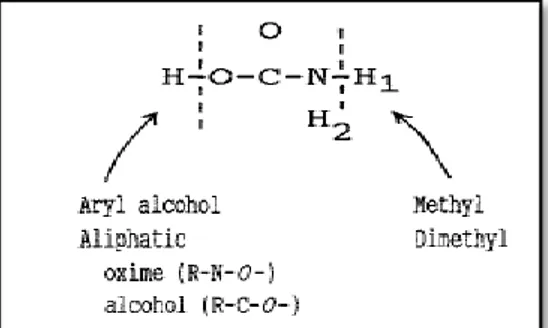 Fig. 2 : Structure de base de l’acide carbamique (Ecobichon, 2001).  