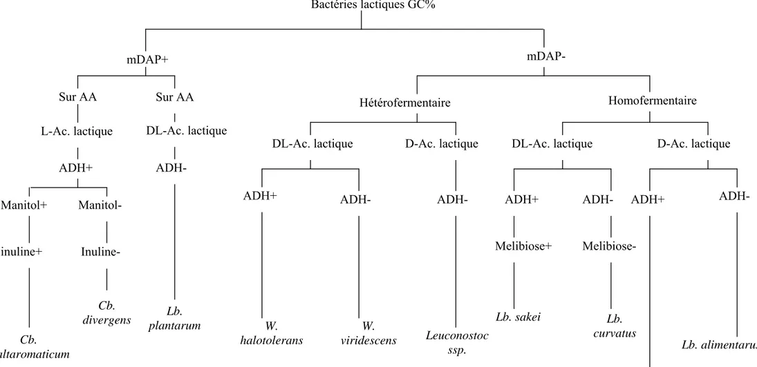 Figure 02: Clef d’identification des bactéries lactiques (Montel  et al., 1991). Cb. maltaromaticum  Bactéries lactiques GC% Lb