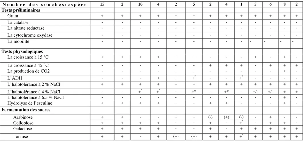 Tableau 16 : Identification des souches appartenant au genre Lactobacillus.  N o m b r e   d e s   s o u c h e s / e s p è c e 15  2  10  4  2  5  2  4  1  5  6  8  2  Tests préliminaires        Gram  +  +  +  +  +  +  +  +  +  +  +  +  +       La catalase  -  -  -  -  -  -  -  -  -  -  -  -  -       La nitrate réductase  -  -  -  -  -  -  -  -  -  -  -  -  -       La cytochrome oxydase  -  -  -  -  -  -  -  -  -  -  -  -  -       La mobilité  -  -  -  -  -  -  -  -  -  -  -  -  -  Tests physiologiques        La croissance à 15 °C  +  +  +  +  +  +  -  -  -  +  -  +  -       La croissance à 45 °C  -  -  -  -  -  -  +  +  +  -  +  +  +       La production de CO2  -  -  -  -  +  +  -  -  -  -  -  +  -       L’ADH  -  -  -  +  +  + * -  -  + * -  -  -  -       L’halotolérance à 2 % NaCl  +  +  +  +  +  +  +  +  +  +  +  +  +       L’halotolérance à 4 % NaCl  -  -  + * + * -  +*  -  +*  -  +/-  +/-  +  +       L’halotolérance à 6.5 % NaCl  -  -  -  -  -  -  -  -  -  -  -  +  -       Hydrolyse de l’esculine  +  +  +  +  +  -  +  +  -  -  -  +  - 