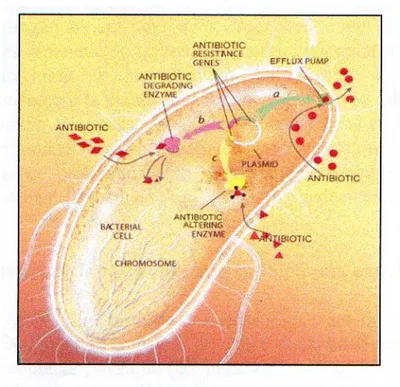 Figure 6 : Quelques mécanismes de résistance  aux antibiotiques développés par les  bactéries