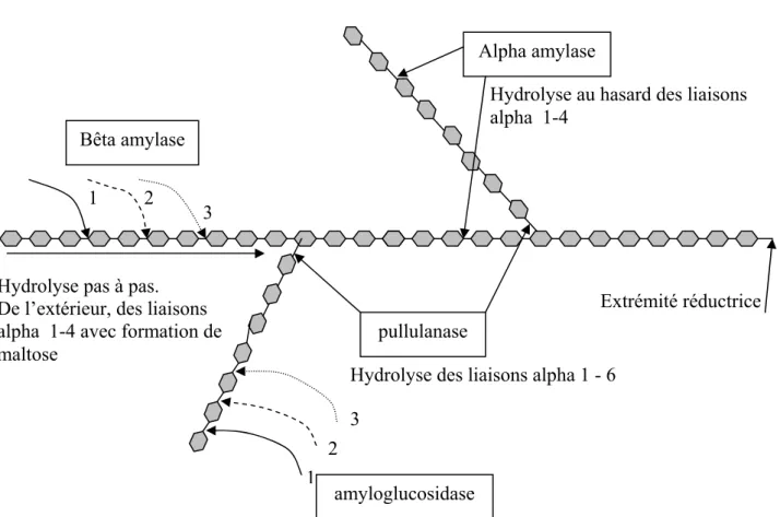Figure .2.    Mécanismes d’action des enzymes amylolytiques. 