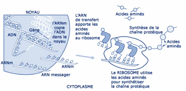 Fig. 02 : Les niveaux de régulation d’une protéine : (transcription, localisation des ARNm, traduction)