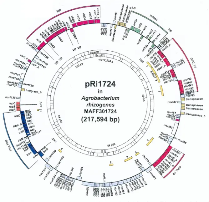 Figure 5 : Carte génétique du plasmide pRi1724. Les différents groupes de gènes ou ORFs  sont représentés