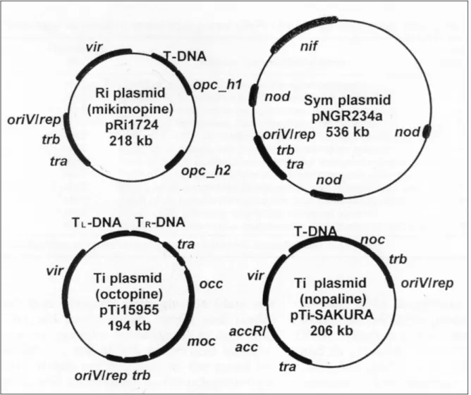Figure 7 : Comparaison de l’organisation génétique des plasmides des Rhizobiaceae. Les  différents gènes et régions de l’organisation fonctionnelle des plasmides Ti et Ri sont  représentés (T-DNA, régions  vir, opc)