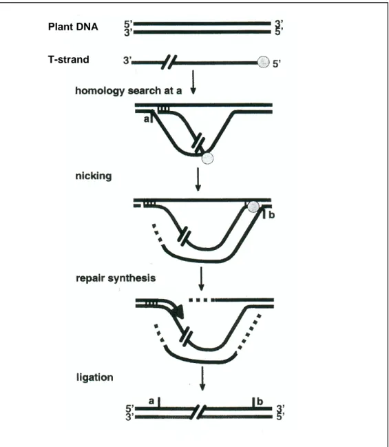 Figure 9 : Modèle d’intégration du T-DNA dans le génome végétal (d’après Rossi et 