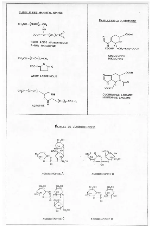Figure 10 : Structure chimique de quelques opines. 