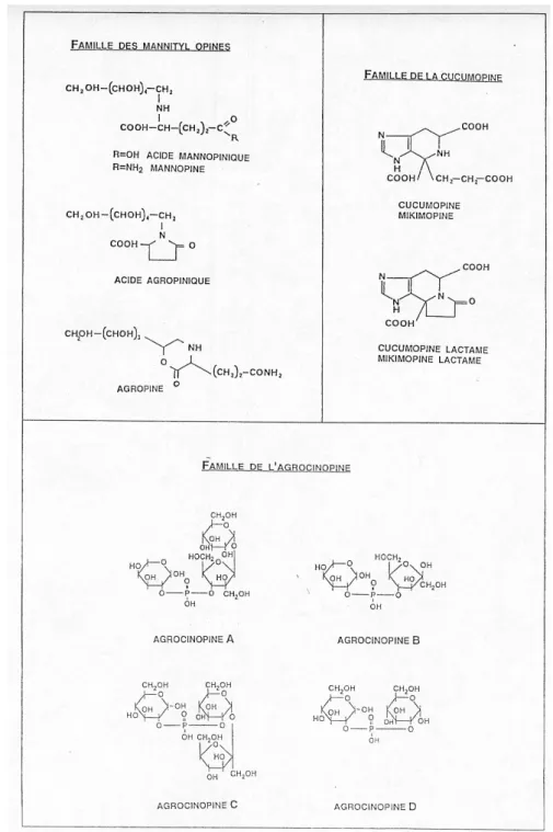 Figure 10 : Structure chimique de quelques opines. 