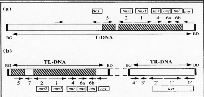 Figure 12 : Carte fonctionnelle du T-DNA du pTiC58 à nopaline (a) et du pTiAch5 à octopine  (b)  (d’après  Joos et al., 1983 ; Salomon et al., 1984)