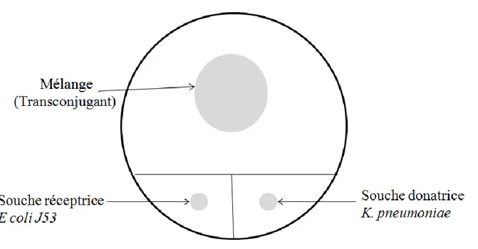Figure 8: Schéma explicatif de la disposition des souches sur le milieu sélectif. 