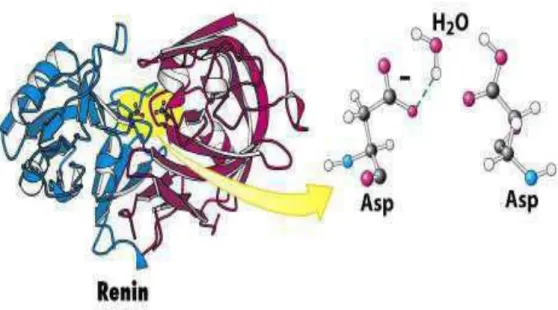 Figure 4 :  Structure en ruban d’une peptidase aspartique : la rénine et présentation de sont site 