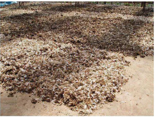 Figure 12:  L’accumulation des déchets de plumes issus de l’industrie de la volaille [104]   