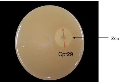 Figure 15 :  Mise en évidence d’activités protéolytiques de la souche Cpt29 sur milieu GNL   (test semi-quantitatif) 