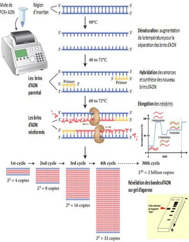 Figure N° 9 : Principe de la Polymerase chain reaction (PCR)  standard