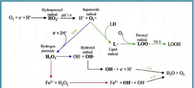 Figure 2 : Les principales réactions conduisant à la production des ROS (Carocho et Ferreira, 