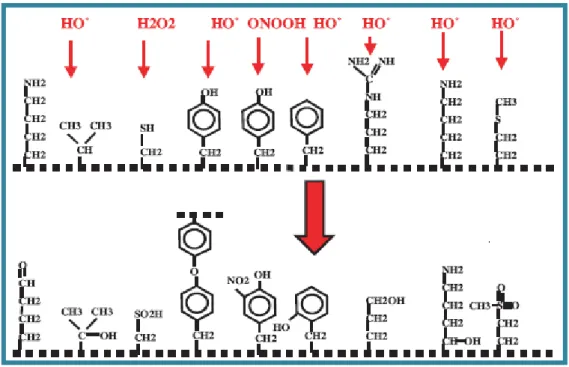 Figure  3 :  Nature  de  quelques  modifications  des  chaînes  latérales  d’acides  aminés  des 