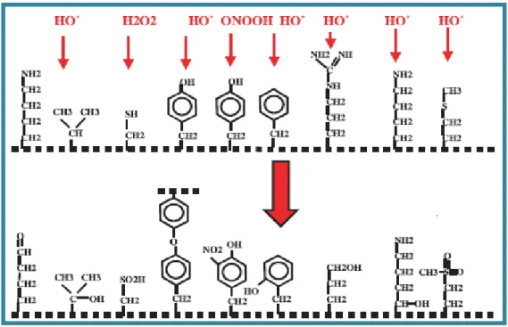 Figure  3 :  Nature  de  quelques  modifications  des  chaînes  latérales  d’acides  aminés  des 