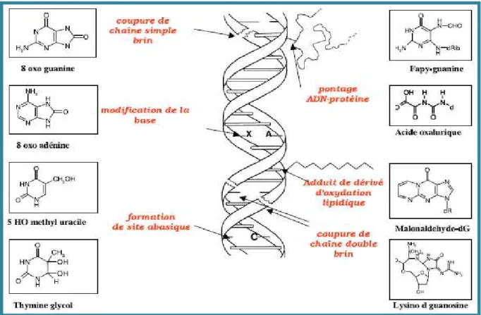 Figure  5 :  Lésions  de  l’ADN  formées  par  attaque  radicalaire  du  patrimoine  génétique  des 