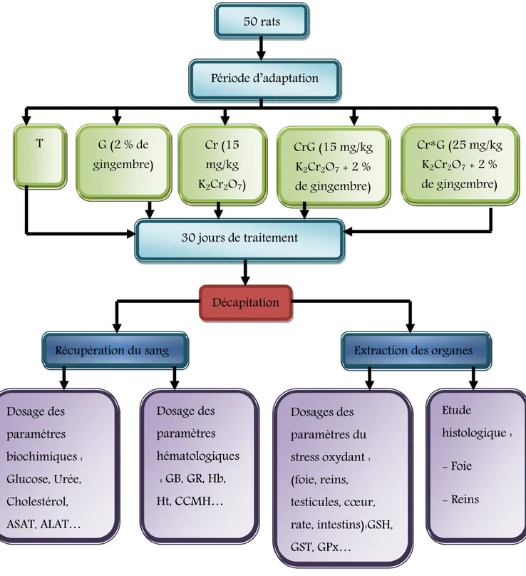 Figure 13 : Schéma récapitulatif du protocole expérimental 50 rats T G (2 % de gingembre) Cr (15 mg/kg K2Cr2O7)  CrG (15 mg/kg K2Cr2O7 + 2 % de gingembre)  Cr*G (25 mg/kg K2Cr2O7 + 2 % de gingembre) 30 jours de traitement Période d’adaptation Décapitation 