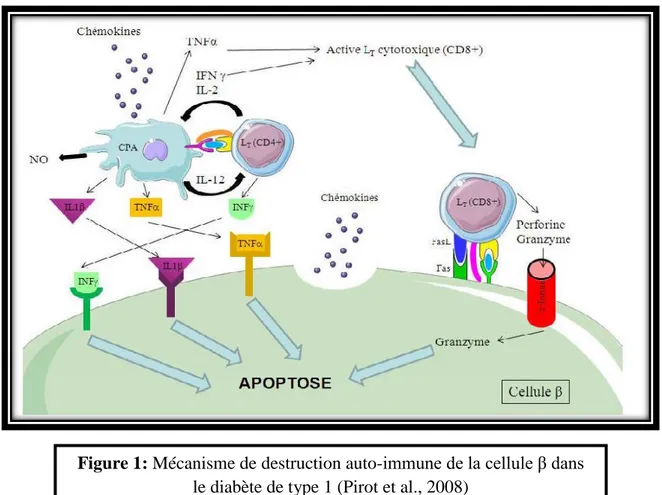 Figure 1: Mécanisme de destruction auto-immune de la cellule β dans   
