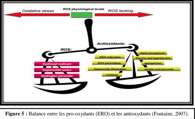 Figure 5 : Balance entre les pro-oxydants (ERO) et les antioxydants (Fontaine, 2007). 