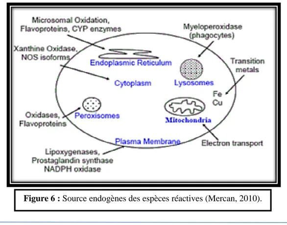 Figure 6 : Source endogènes des espèces réactives (Mercan, 2010). 