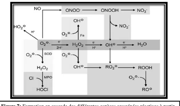 Figure 7: Formation en cascade des différentes espèces oxygénées réactives à partir 