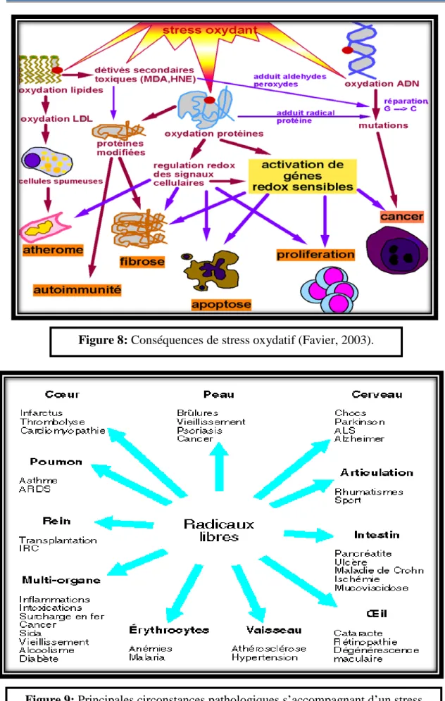 Figure 8: Conséquences de stress oxydatif (Favier, 2003). 