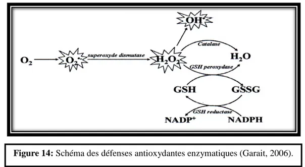 Figure 13: Répartition des principales défenses antioxydantes dans la cellule 