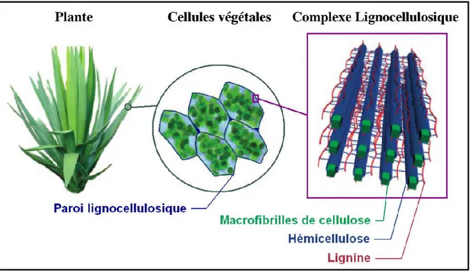 Figure III.3. Schéma de la structure cellulaire et moléculaire de la biomasse ligno-