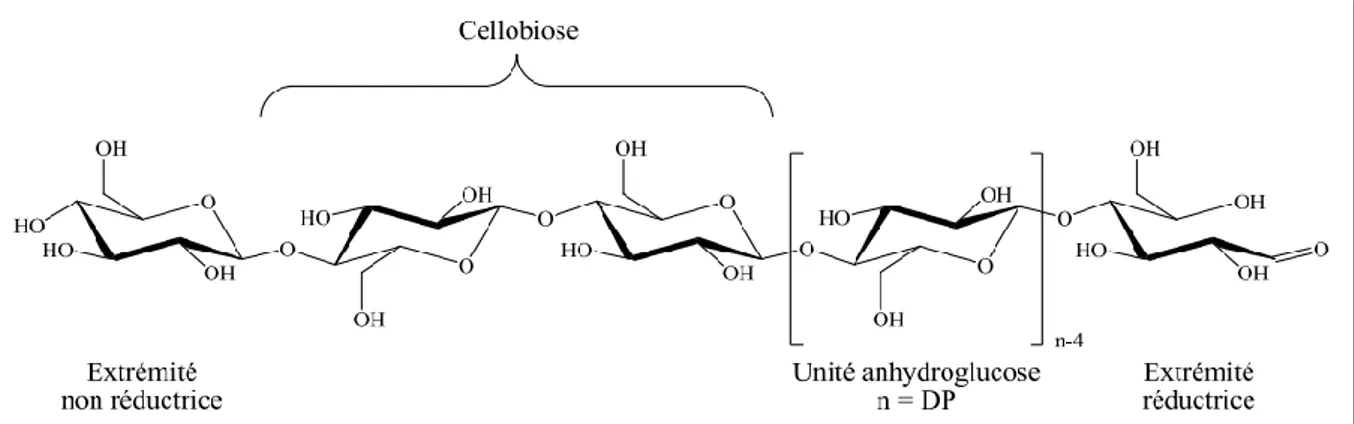 Figure III.5. Structure d’une chaine de cellulose ( Gandini et Belgacem, 2002 ).    Les hémicelluloses 
