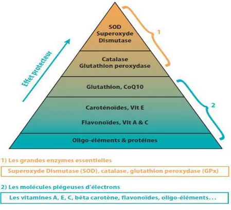 Figure 04: Action de l’antioxydant au cours du métabolisme des dérivés réactifs de l’oxygène [50]